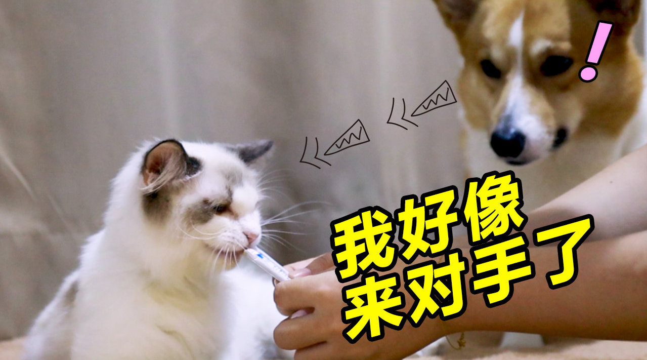 突然家里来了只小猫咪...
